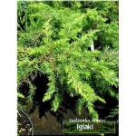 Juniperus conferta Schlager - Jałowiec nadbrzeżny Schlager C3 10-20x20-30cm