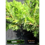 Juniperus conferta Schlager - Jałowiec nadbrzeżny Schlager FOTO