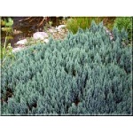 Juniperus horizontalis Blue Forest - Jałowiec płożący Blue Forest FOTO 