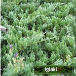 Juniperus horizontalis Douglasii - Jałowiec płożący Douglasii - Juniperus horizontalis douglasii Rehder - Jałowiec płożący douglasii Rehder - Juniperus horizontalis glauca major Groot FOTO
