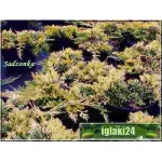 Juniperus horizontalis Golden Carpet - Jałowiec płożący Golden Carpet FOTO