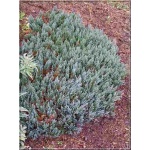 Juniperus horizontalis Grey Pearl - Jałowiec płożący Grey Pearl FOTO