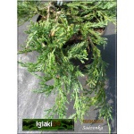 Juniperus horizontalis Glacier - Jałowiec płożący Glacier FOTO