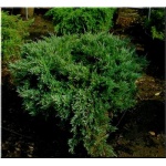 Juniperus horizontalis Hughes - Jałowiec płożący Hughes FOTO 