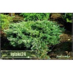 Juniperus horizontalis Hughes - Jałowiec płożący Hughes FOTO 