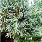 Juniperus horizontalis Icee Blue - Jałowiec płożący Icee Blue - Juniperus horizontalis Monber - Jałowiec płożący Monber PA FOTO