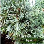 Juniperus horizontalis Icee Blue - Jałowiec płożący Icee Blue - Juniperus horizontalis Monber - Jałowiec płożący Monber PA FOTO