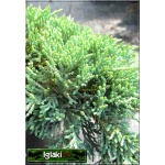 Juniperus horizontalis Icee Blue - Jałowiec płożący Icee Blue - Juniperus horizontalis Monber - Jałowiec płożący Monber FOTO