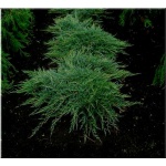 Juniperus horizontalis Jade River - Jałowiec płożący Jade River FOTO