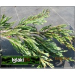 Juniperus horizontalis Jade River - Jałowiec płożący Jade River FOTO