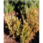Juniperus horizontalis Limeglow - Jałowiec płożący Limeglow FOTO
