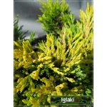 Juniperus horizontalis Limeglow - Jałowiec płożący Limeglow FOTO