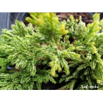 Juniperus horizontalis Mother Lode - Jałowiec płożący Mother Lode FOTO