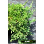 Juniperus horizontalis Prince of Wales - Jałowiec płożący Prince of Wales FOTO