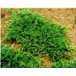 Juniperus horizontalis Prostrata - Jałowiec płożący Prostrata FOTO