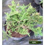 Juniperus horizontalis Prince of Wales - Jałowiec płożący Prince of Wales FOTO