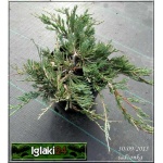 Juniperus horizontalis Prostrata - Jałowiec płożący Prostrata FOTO