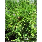 Juniperus horizontalis Variegata - Jałowiec płożący Variegata FOTO 