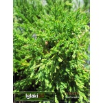 Juniperus horizontalis Variegata - Jałowiec płożący Variegata FOTO 
