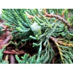 Juniperus horizontalis Wiltonii - Jałowiec płożący Wiltonii C2 5-10x20-30cm 