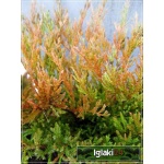 Juniperus Horizontalis Youngstown - Jałowiec Płożący Yungstown FOTO 