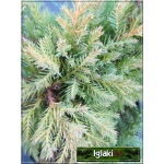 Juniperus media Gold Star - Jałowiec pośredni Gold Star PA FOTO