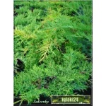 Juniperus media Gold Star - Jałowiec pośredni Gold Star PA FOTO