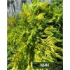 Juniperus media Golden Saucer - Jałowiec pośredni Golden Saucer FOTO