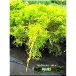 Juniperus media Old Gold - Jałowiec pośredni Old Gold C2 10-20x20-30cm