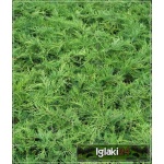 Juniperus media Old Gold - Jałowiec pośredni Old Gold C2 10-20x20-30cm