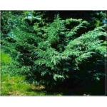 Juniperus media Pfitzeriana Glauca - Jałowiec pośredni Pfitzeriana Glauca C2 20-40cm 