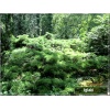 Juniperus media Wilhelm Pfitzer - Jałowiec pośredni Wilhelm Pfitzer C3 10-20x20-60cm 