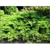 Juniperus sabina Arcadia - Jałowiec sabiński Arcadia FOTO