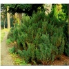 Juniperus sabina Hicksii - Jałowiec sabiński Hicksii FOTO