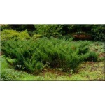 Juniperus sabina - Jałowiec sabiński FOTO