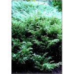 Juniperus sabina - Jałowiec sabiński C3 10-20x20-60cm