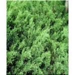 Juniperus sabina - Jałowiec sabiński C3 10-20x20-60cm