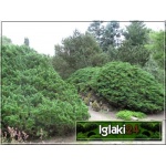 Juniperus sabina - Jałowiec sabiński FOTO