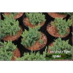 Juniperus sabina Tam no blight - Jałowiec sabiński Tam no blight FOTO