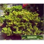 Juniperus Sabina Variegata - Jałowiec Sabiński Variegata C_12 20-30x50-70cm xxxy