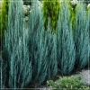 Juniperus scopulorum Ivory Arrow - Jałowiec skalny Ivory Arrow FOTO zzzz