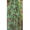 Juniperus scopulorum Silver Star - Jałowiec skalny Silver Star FOTO