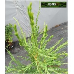 Juniperus scopulorum Skyrocket - Jałowiec skalny Skyrocket C3 60-80cm 