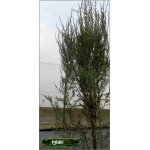 Juniperus scopulorum Skyrocket - Jałowiec skalny Skyrocket C3 60-80cm 