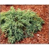 Juniperus squamata Blue Compact - Jałowiec łuskowaty Blue Compact FOTO