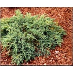 Juniperus squamata Blue Compact - Jałowiec łuskowaty Blue Compact C5 40-60cm 