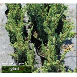 Juniperus squamata Blue Compact - Jałowiec łuskowaty Blue Compact FOTO