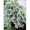 Juniperus squamata Blue Star - Jałowiec łuskowaty Blue Star PA FOTO 