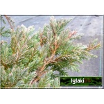 Juniperus squamata Blue Carpet - Jałowiec łuskowaty Blue Carpet C3 10-20x30-50cm 