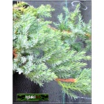 Juniperus squamata Blue Carpet - Jałowiec łuskowaty Blue Carpet C3 10-20x30-50cm 